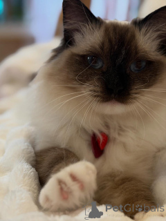 Фото №3. Луч солнца, завернутый в мех, встречает Санни, лабрадуделя, который каждый день. Люксембург