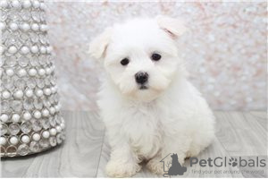 Фото №3. Cute Maltese puppies available for free adoptoin.  Германия