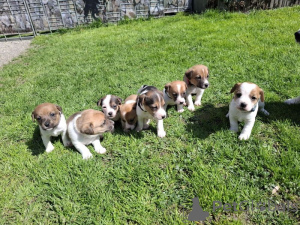 Фото №2 к объявлению №167469 о продаже джек-рассел-терьера - купить в Германии частное объявление