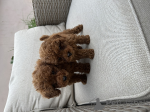 Фото №3. Продаются щенки красного той-пуделя.  Сербия