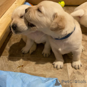 Фото №2 к объявлению №162466 о продаже лабрадор-ретривера - купить в Германии заводчик