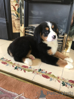 Фото №3. Cute Bernese Mountain puppies for free adoption.  Германия