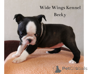 Фото №2 к объявлению №139102 о продаже бостон-терьера - купить в Венгрии заводчик