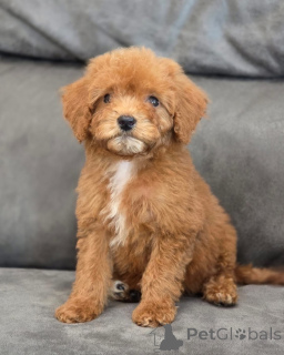 Фото №1. пудель (той) - купить в Лондонский район Камден за 32468₽. Объявление №155340