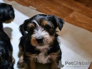 Фото №2 к объявлению №132496 о продаже мальтийскую болонку - купить в Испании заводчик