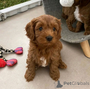 Фото №2 к объявлению №138965 о продаже кавапу - купить в США частное объявление, заводчик