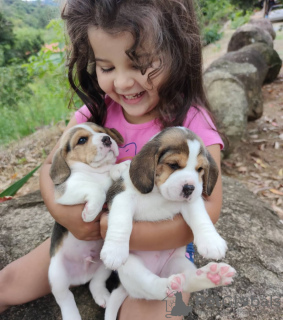 Фото №3. Beagle Puppies ищут дома навсегда.  Германия