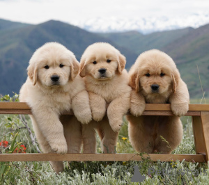 Фото №1. золотистый ретривер - купить в Фридберг (Гессен) за договорная. Объявление №164337