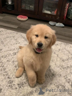 Фото №2 к объявлению №137163 о продаже золотистого ретривера - купить в Германии заводчик