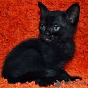 Фото №3. Бомбей-Кацен-цу-Веркауфен. Финляндия