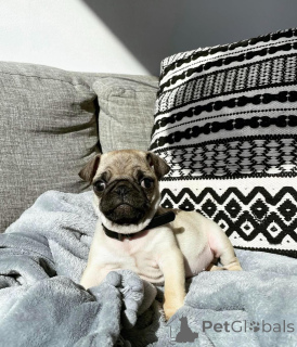 Фото №2 к объявлению №146296 о продаже мопса - купить в США заводчик