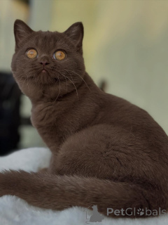 Фото №2 к объявлению №153740 о продаже британская короткошёрстная - купить в Швейцарии заводчик