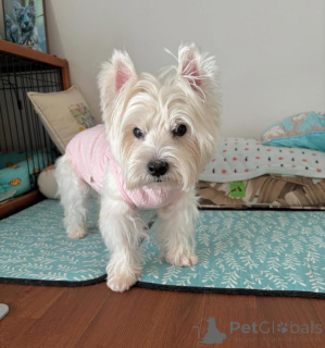 Фото №2 к объявлению №144431 о продаже беспородную - купить в Великобритании из приюта