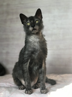 Фото №3. Lykoi - ликой кошка оборотень. Россия