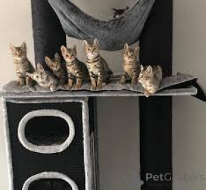 Фото №1. саванна - купить в Тампере за 64937₽. Объявление №161524