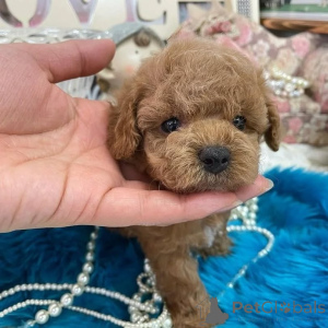 Фото №1. пудель (той) - купить в Хельсинки за 46384₽. Объявление №164033