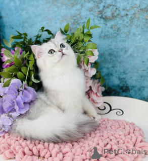 Фото №3. Шотландский прямоухий. Украина