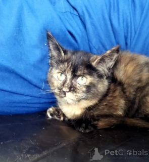 Фото №3. Котята Манчкин. Германия