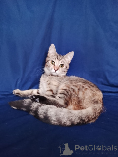 Фото №2 к объявлению №165479 о продаже  - купить в России частное объявление