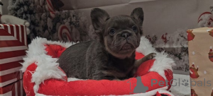 Фото №1.  - купить в Альберт Парк за 31454₽. Объявление №161322