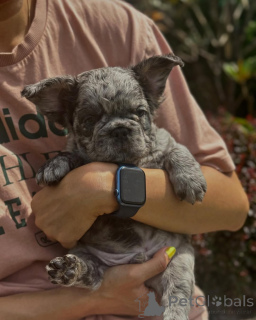 Фото №1. французский бульдог - купить в Мюнхене за 51022₽. Объявление №150645