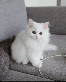 Фото №1.  - купить в Пьекс -мамаки сельский муниципалитет за Бесплатно. Объявление №162278