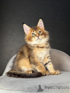 Фото №3. Сладкое, потрясающее и полное грации мурлыканье Фрейи так же нежно, как и ее. Швейцария