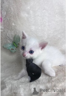 Фото №1. манчкин - купить в Baierbrunn за 32468₽. Объявление №147239