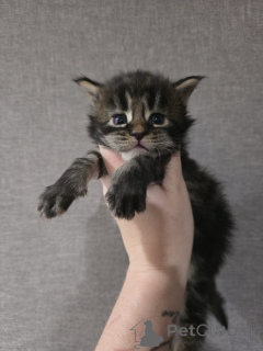 Фото №3. Мэн Кун Котенок чистокровный. Австрия