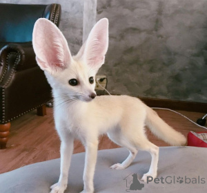 Фото №1.  - купить в Франкфурт за договорная. Объявление №162882