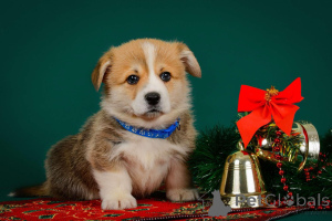 Фото №2 к объявлению №138075 о продаже  - купить в Эстонии из питомника