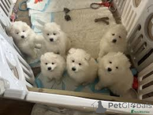 Фото №1. самоедская собака - купить в Мадрид за 64937₽. Объявление №166008