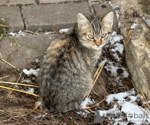 Фото №3. Ищут дом два очаровательных котенка.. Россия