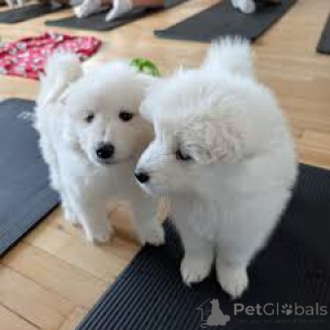 Фото №2 к объявлению №166008 о продаже самоедскую собаку - купить в Испании частное объявление, заводчик