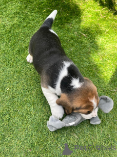 Фото №4. Продажа немецкого шпица в Los Angeles частное объявление - цена 53527₽