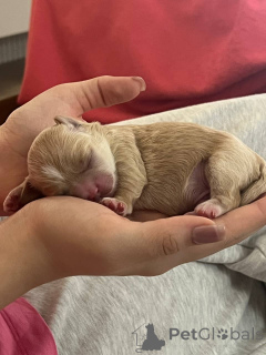 Фото №3. Продаю щенков МАЛЬТИПУ ( мальчики и одна девочка ) пишите вышлю вам новые фотки.  Узбекистан