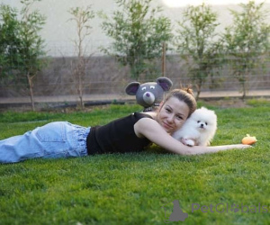 Фото №1. померанский шпиц - купить в Инсбрук за 46731₽. Объявление №166489