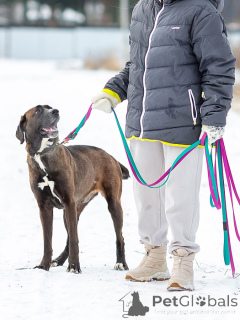 Фото №4. Продажа беспородную в Москова частное объявление - цена Бесплатно