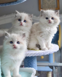 Фото №2 к объявлению №161557 о продаже рэгдолл - купить в Финляндии частное объявление