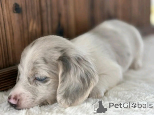 Фото №2 к объявлению №162955 о продаже таксу - купить в США заводчик