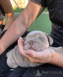 Фото №4. Продажа английского бульдога в Риме частное объявление - цена 231918₽