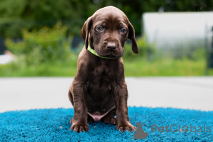 Фото №3. Щенки высочайшего качества навыки охоты и характер..  Литва