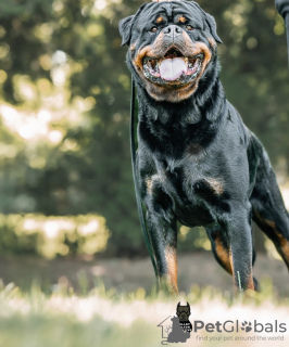 Дополнительные фото: Клуб собаководов зарегистрировал красивых щенков ротвейлера.