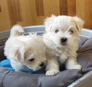 Фото №3. Cute Maltese puppies available for free adoptoin.  Германия