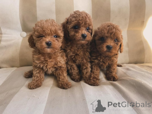 Фото №1.  - купить в Байериш-Айзенштайне за договорная. Объявление №158056