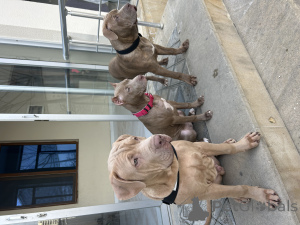 Фото №3. Питомник предлагает щенка пит-буля.  Азербайджан