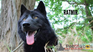 Дополнительные фото: Продается русская гибридная волчья собака.