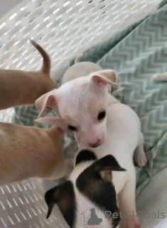 Фото №2 к объявлению №166829 о продаже чихуахуа - купить в Великобритании частное объявление, заводчик