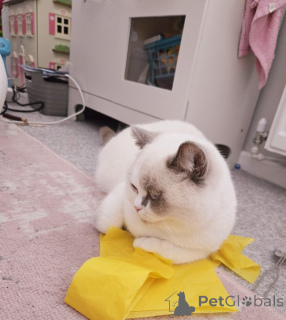 Фото №3. British Shorthair Color Point мужчина. Германия