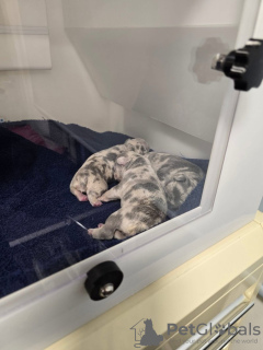 Фото №2 к объявлению №132756 о продаже французского бульдога - купить в Германии частное объявление